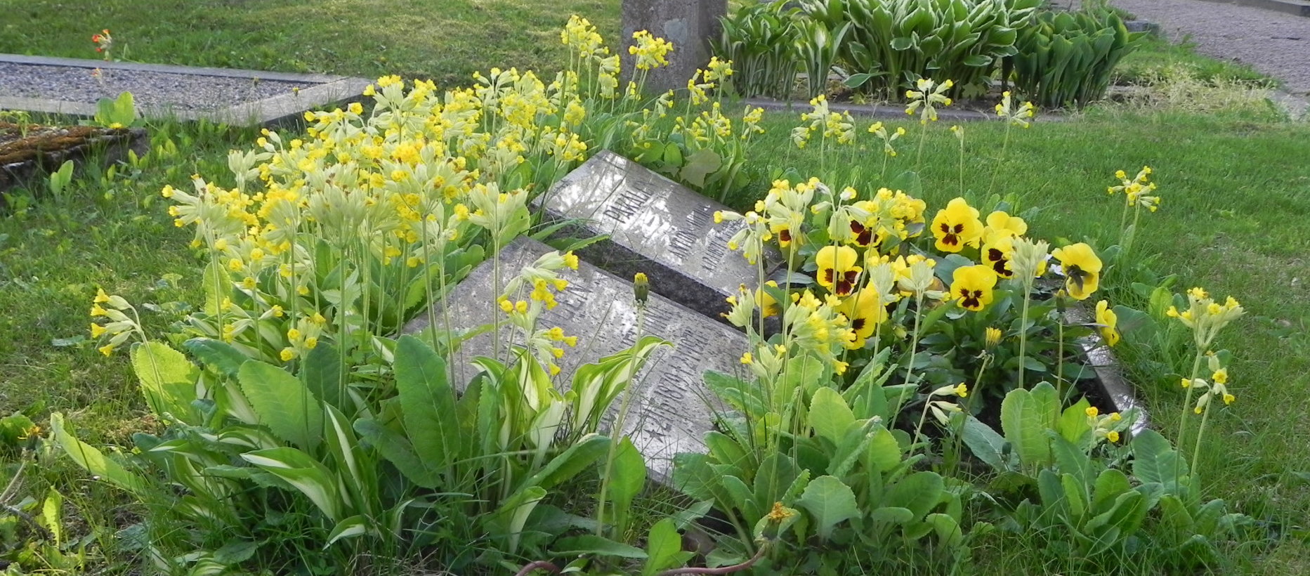 Kevätesikoita hautausmaalla.